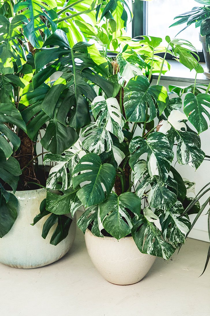 straal Meerdere sirene Vijf planten die weinig daglicht nodig hebben