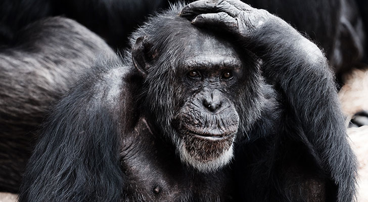 Kleine chimpansee geboren in DierenPark Amersfoort: kijk hoe lief!