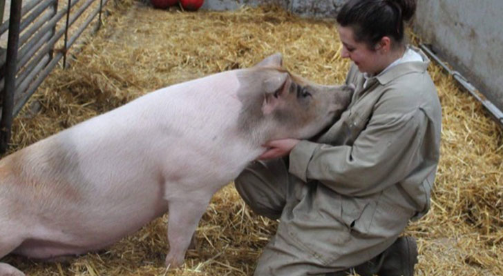 Bo deed onderzoek naar de intelligentie van varkens: 'Ze zijn zo grappig en slim'