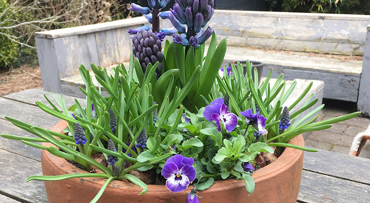 Maak je eigen voorjaarsbak met violen, blauwe druifjes en hyacinten