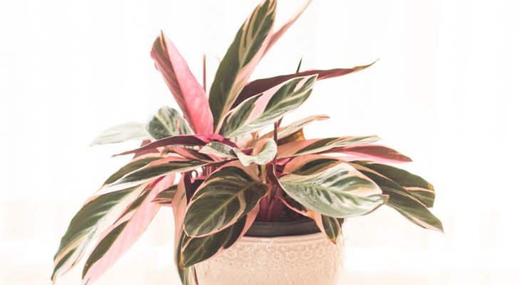 Planten met roze details zijn dé trend: deze wil je in huis hebben