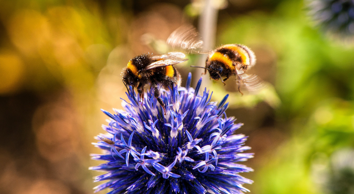 Save the bees: met deze tips komen er meer bijen in je tuin