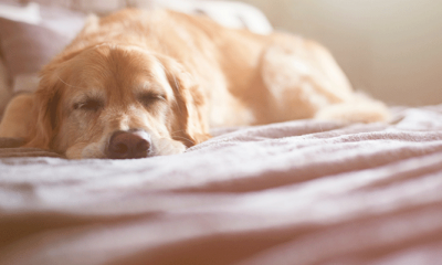 Opgepast: dit is levensgevaarlijk voor je hond in de herfst