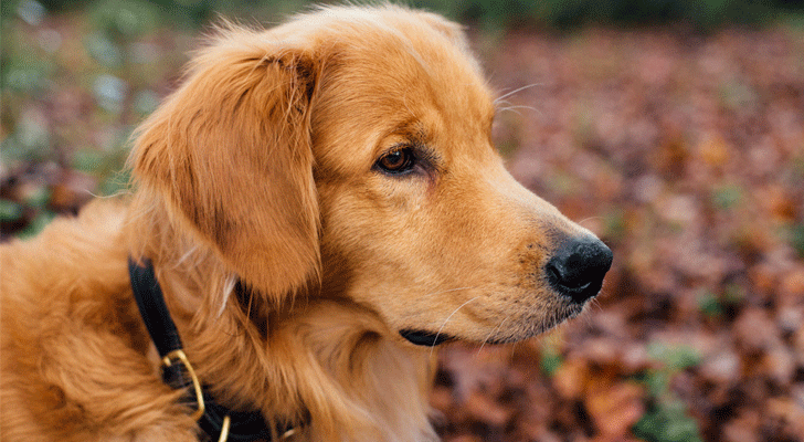 Leuk: de hond van prins Constantijn heeft eigen social media-account