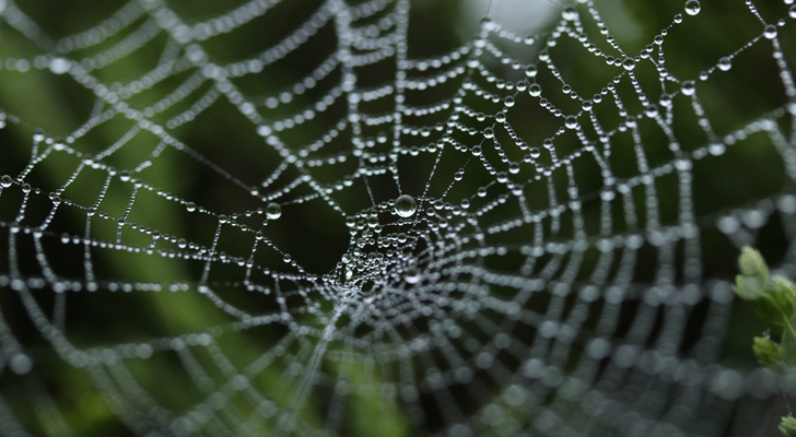 Opmerkelijk: vrouw ontdekt gigantisch spinnenweb in Cadzand