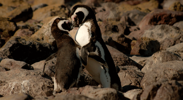 Opmerkelijk: homoseksueel pinguïn-koppel steelt ei in DierenPark Amersfoort