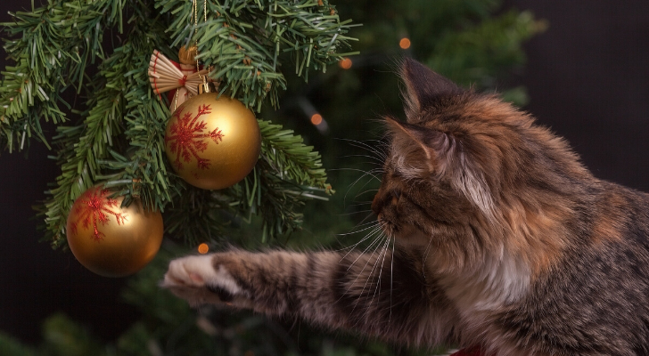 Je kat uit de kerstboom houden? Met deze 3 tips lukt het