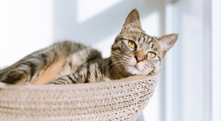 Dít zijn de populairste kattennamen van het afgelopen jaar