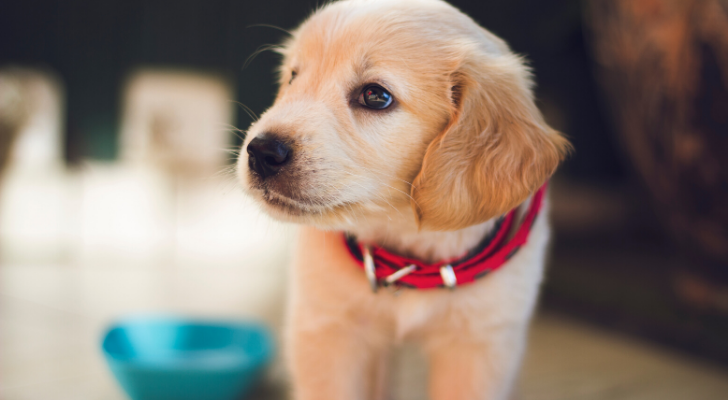 Zoveel calorieën verbrand je met een halfuur de hond uitlaten