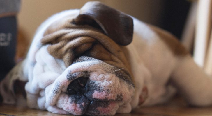 co-sleeper-hond