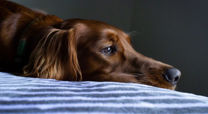 hond-alleen-thuis-eenzaam
