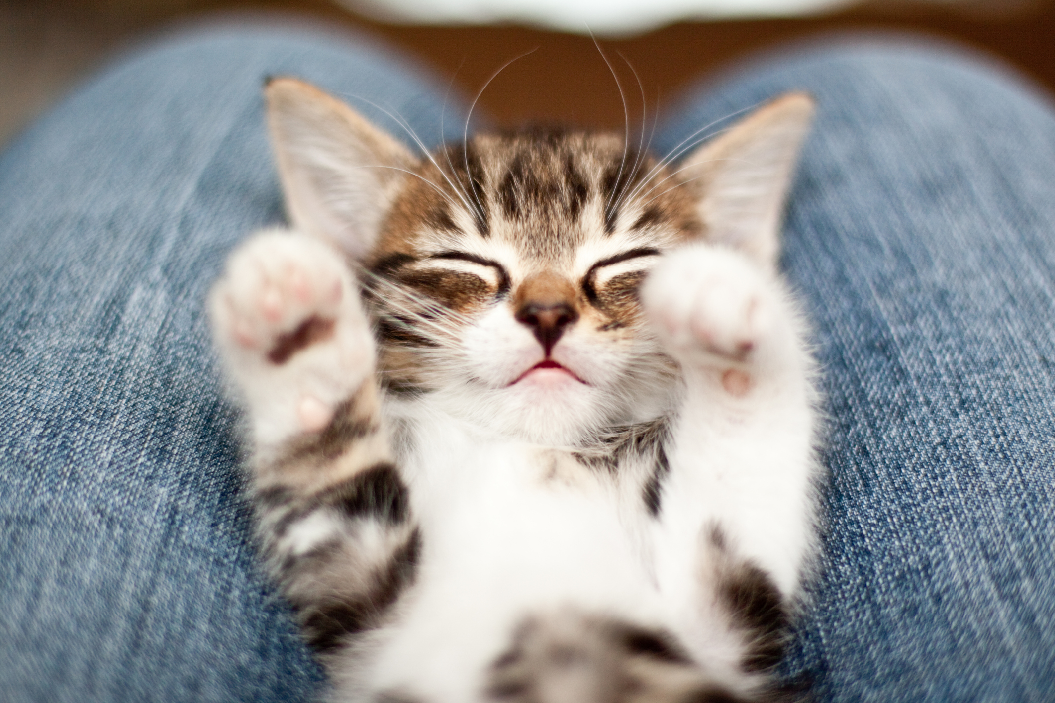 Schattige Kat