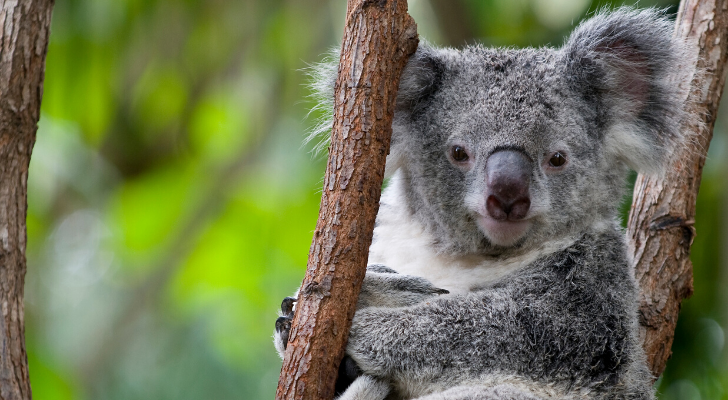 Dit geluid maken koala's (en het is niet wat je denkt)