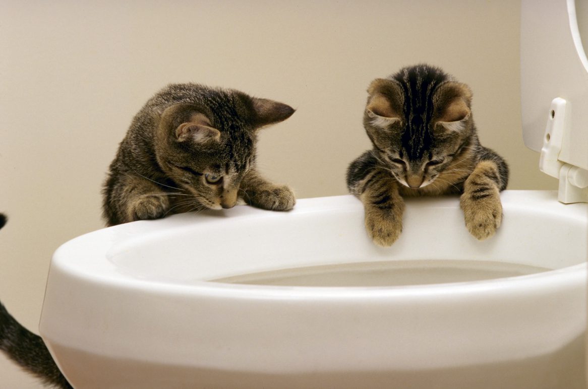 Curious Kittens Watching Water Flush In Toilet