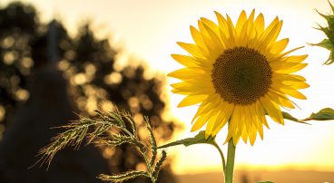 Zomerse Babynamen