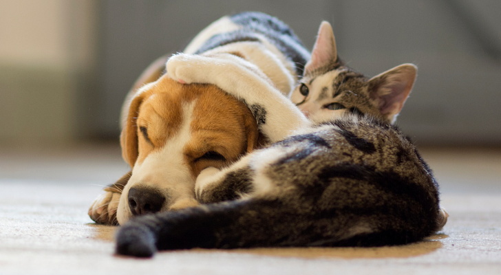 kat hond