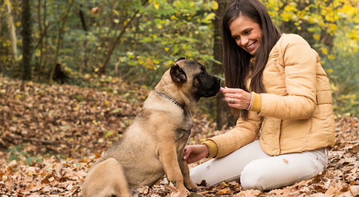 hond herfst