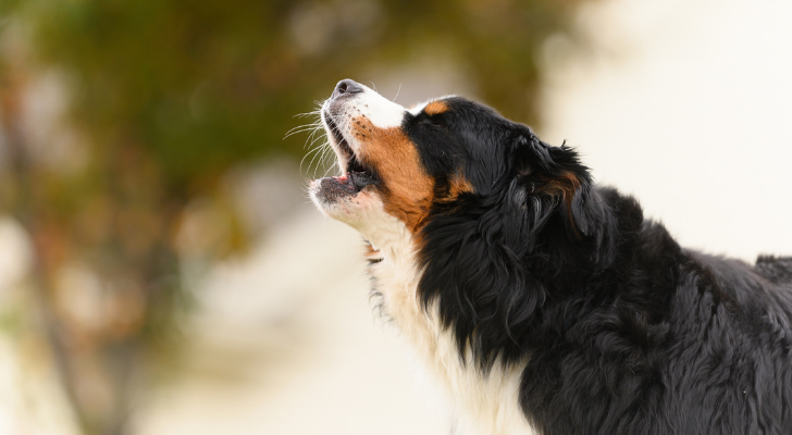 hond blaffen