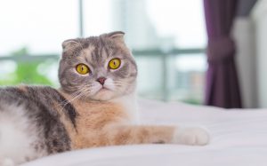 Close Up Portrait Of A Scottish Fold Cat On Bed Looking At Camera