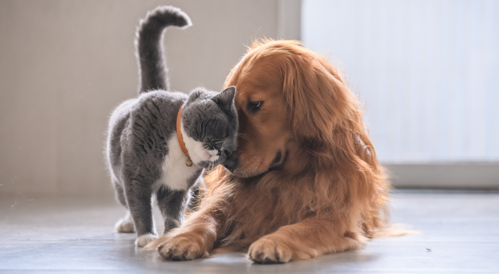 Kat Hond Maatjes azijn huisdier