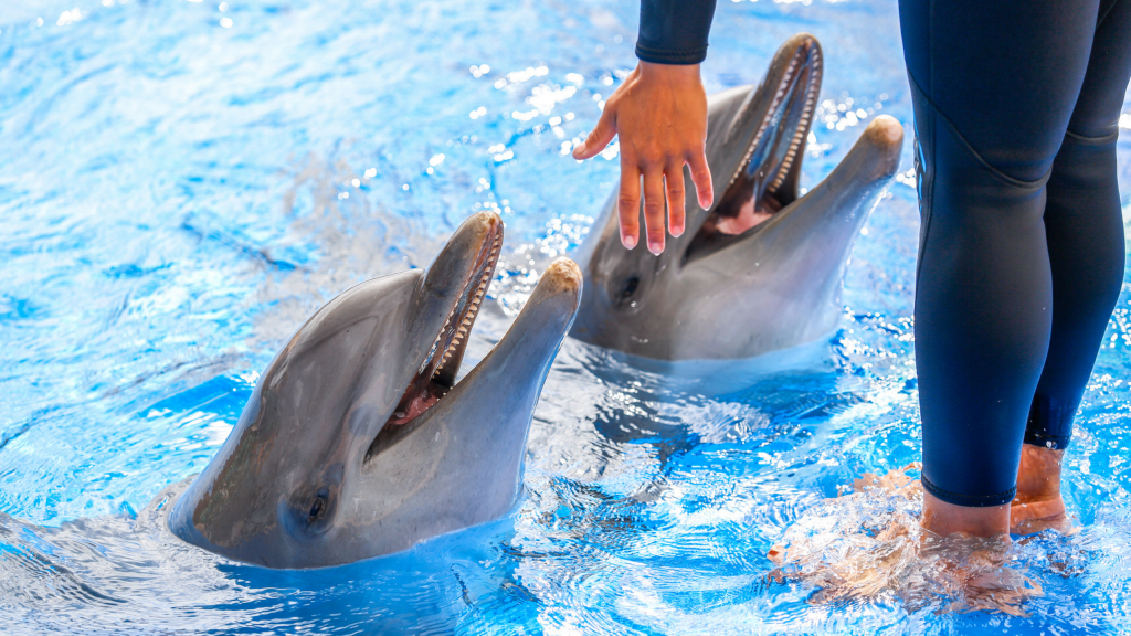 Dít gaat er binnenkort veranderen in het Dolfinarium