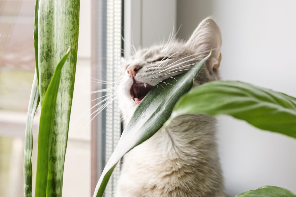 kat plant