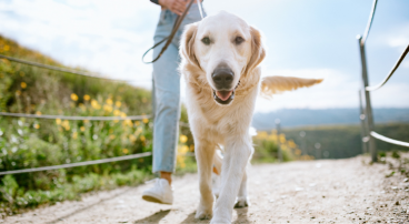 hond uitlaten