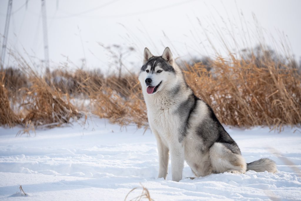 Siberische husky