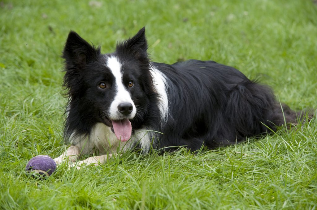 border collie