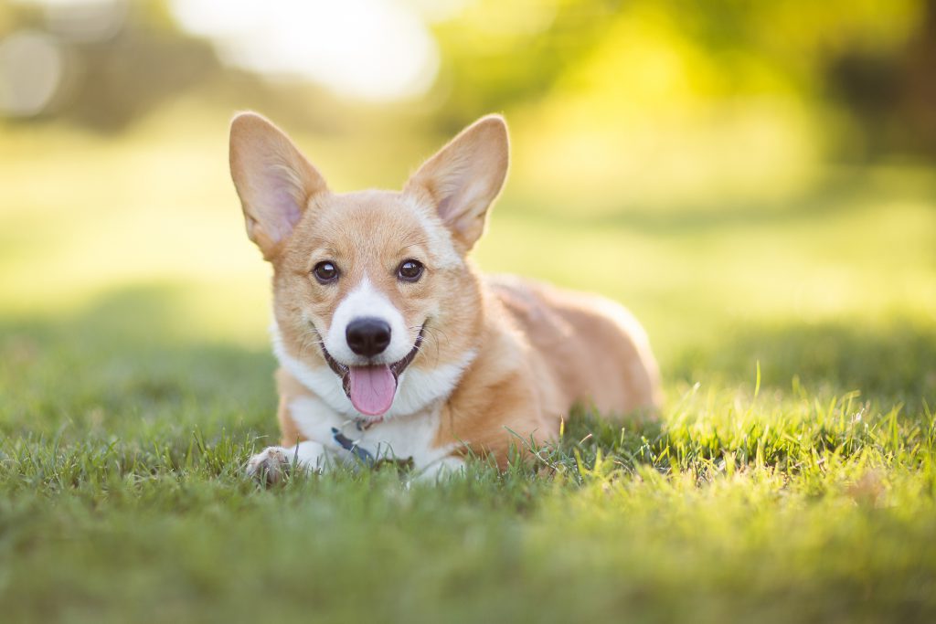 Corgi 