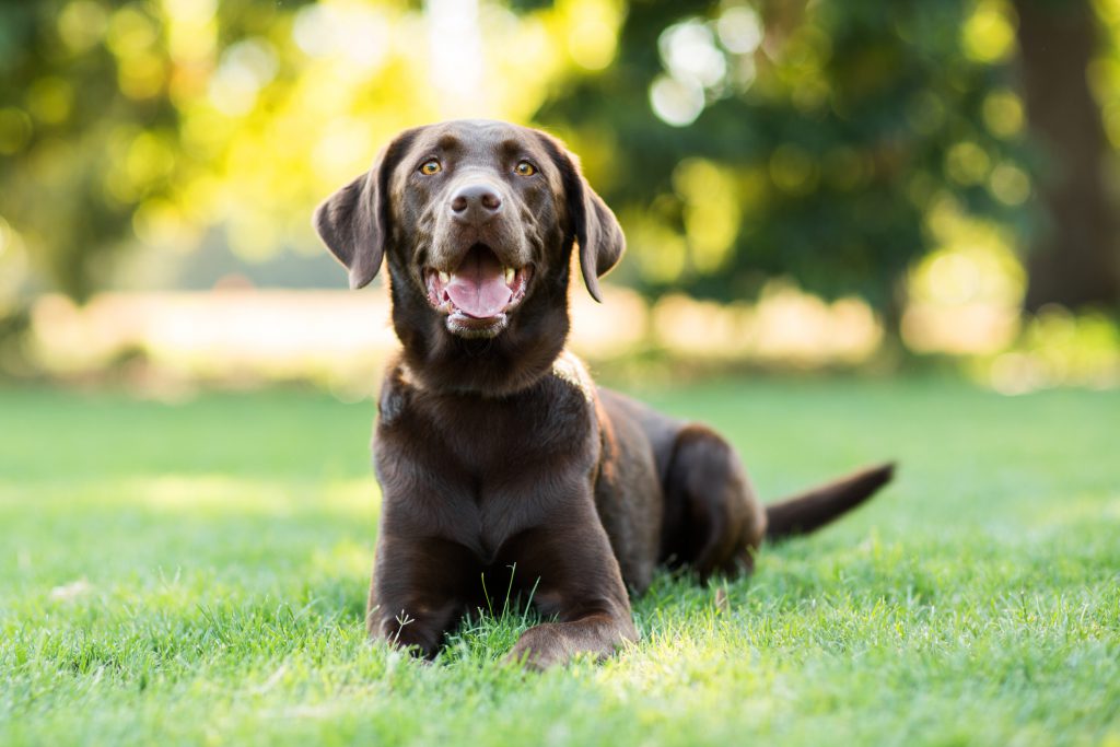  Labrador