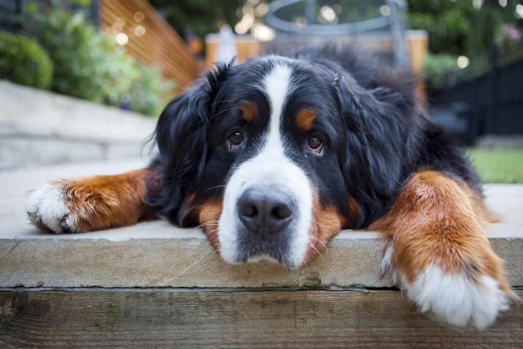 Berner Sennenhond