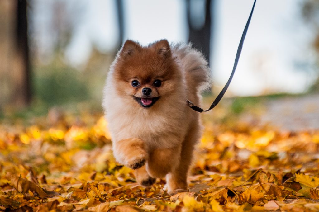 dwergkeeshond