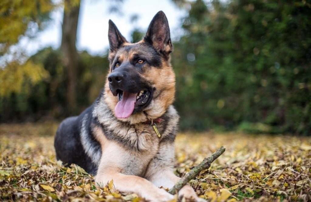 German Shepherd herder herdershond