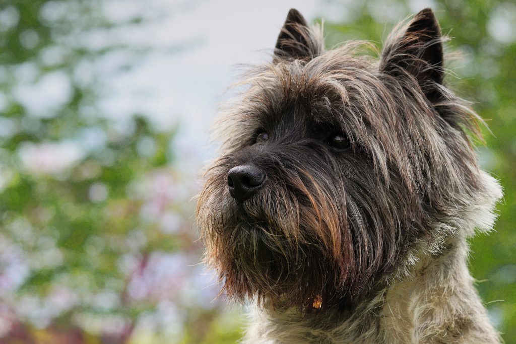 Cairn Terrier