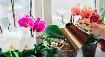 orchidee heeft witte wortels