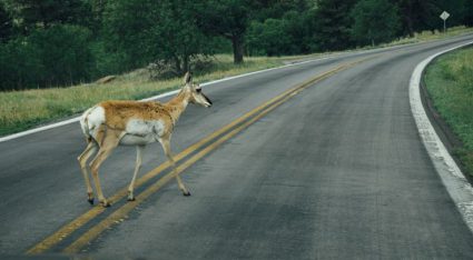 Dít moet je doen na een aanrijding met een wild dier