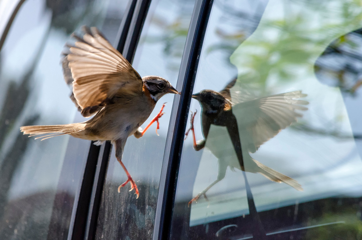voorkomen vogels tegen ramen vliegen