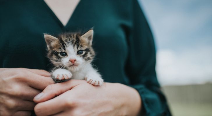 Katteneigenaren opgelet: het chippen van je kat wordt verplicht