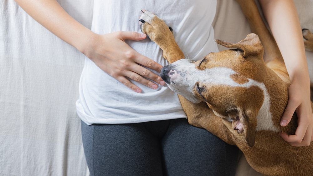 Waarom een hond met z'n neus aan je kruis snuffelt