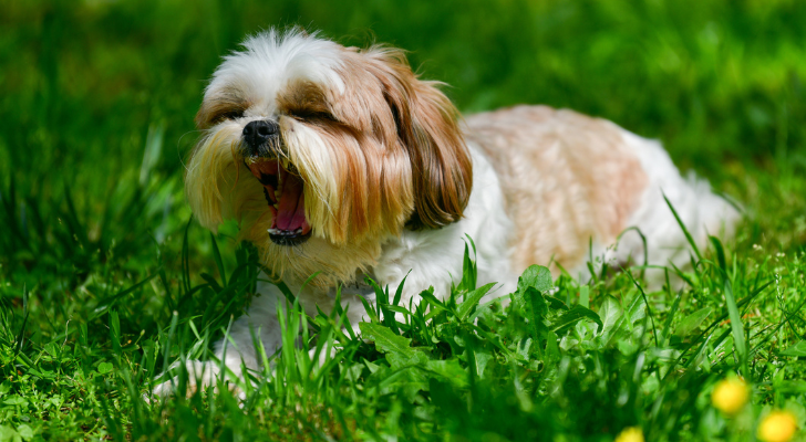 Ваша собака или кошка также могут страдать сенной лихорадкой.