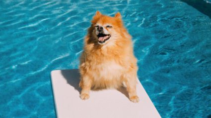 Hond mee op vakantie? Dit zijn de belangrijkste regels om rekening mee te houden