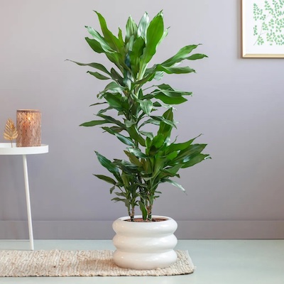 Dracena Janet Lind