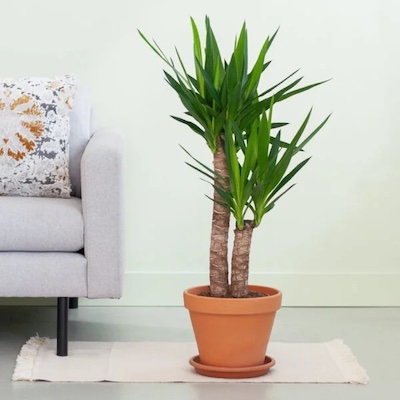 Yucca P21 Lifestyle 600x600