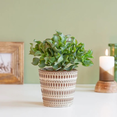 Crassula Curly Green