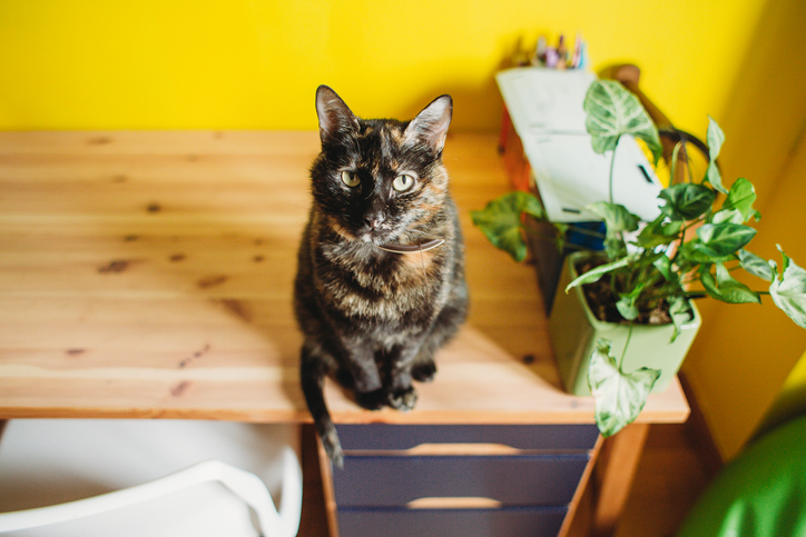 Cat On A Desk Looking At Camera