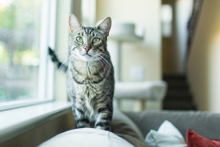 Playful Tabby Cat Indoors