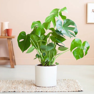 Monstera Deliciosa P21 Amstelveen Wit 1024