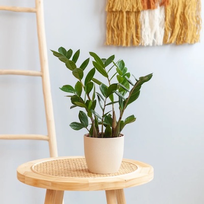 Zamioculcas Zamiifolia P12 Lifestyle