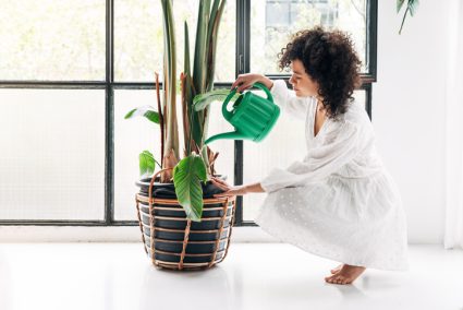 kamerplanten die razendsnel groeien